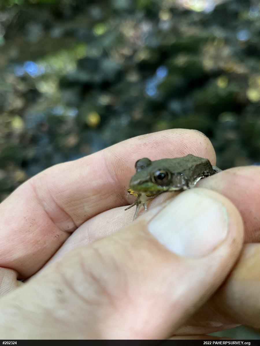Green Frog