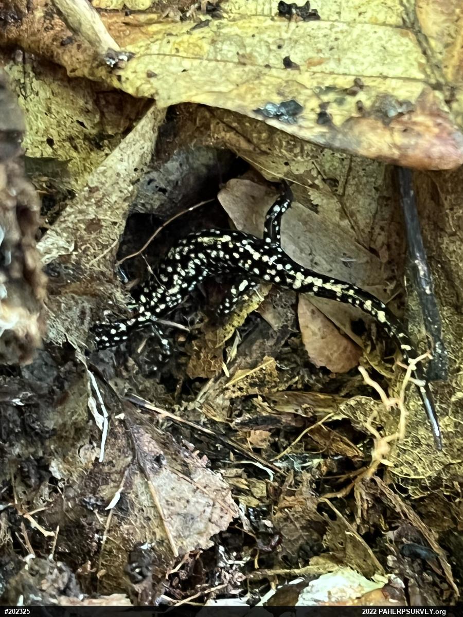 Northern Slimy Salamander
