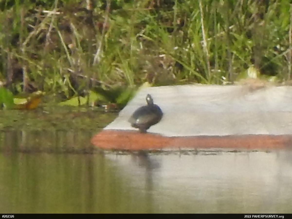 Painted Turtle