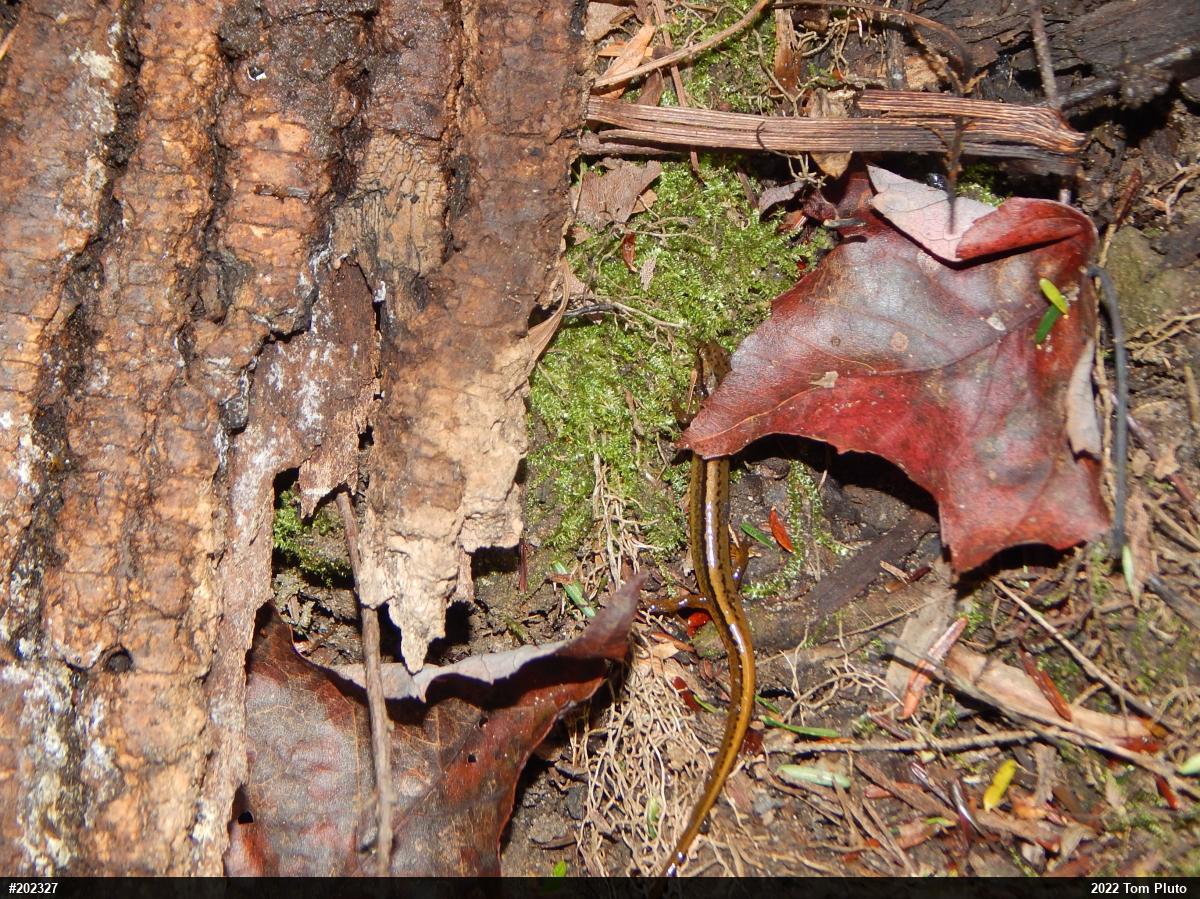 Northern Two-lined Salamander