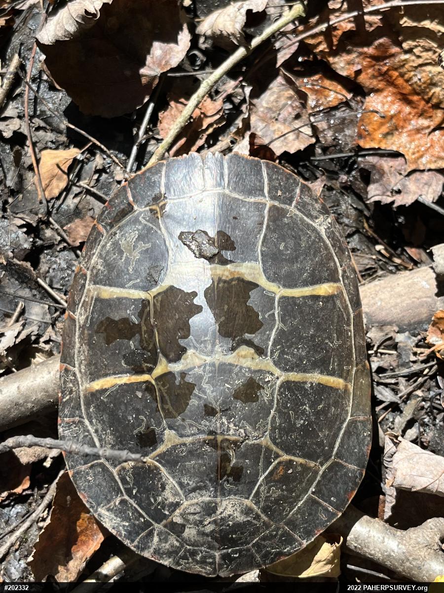 Eastern Painted Turtle