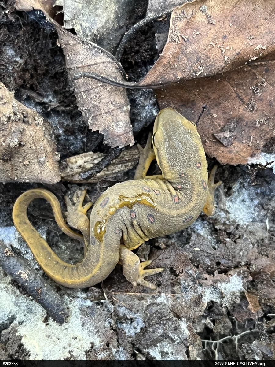 Red-spotted Newt