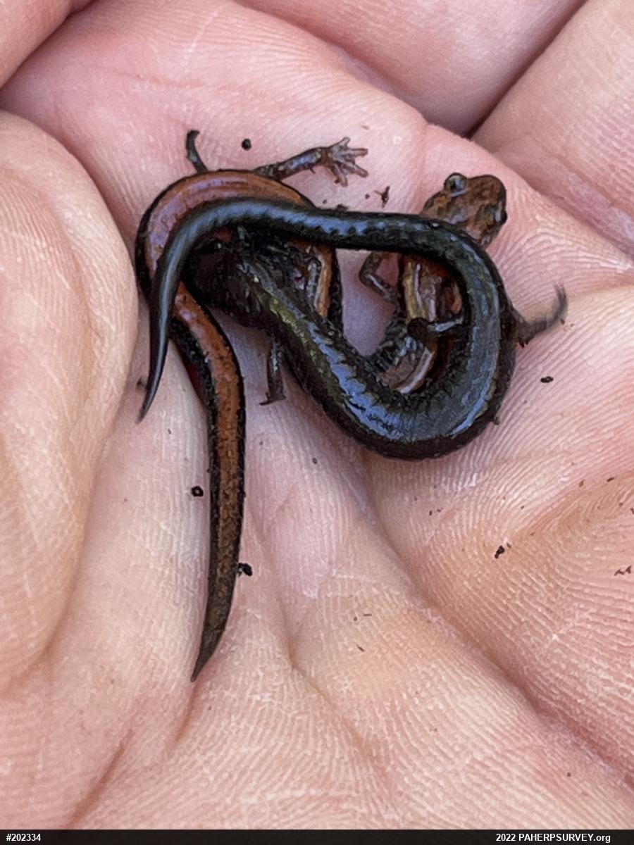Eastern Red-backed  Salamander