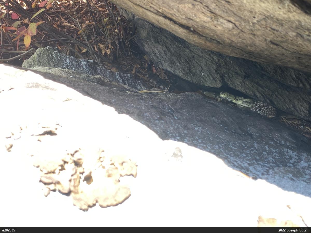 Timber Rattlesnake