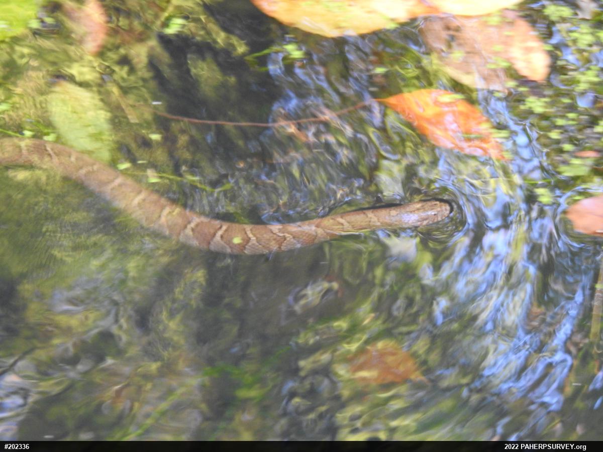 Northern Watersnake