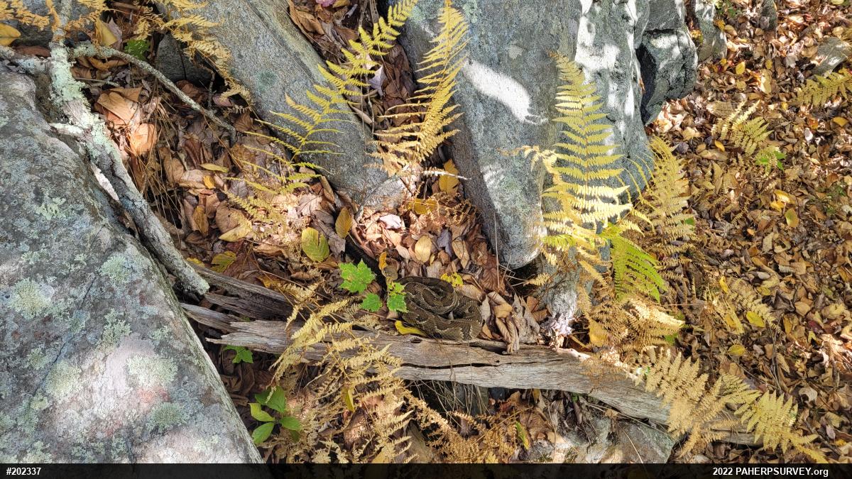 Timber Rattlesnake