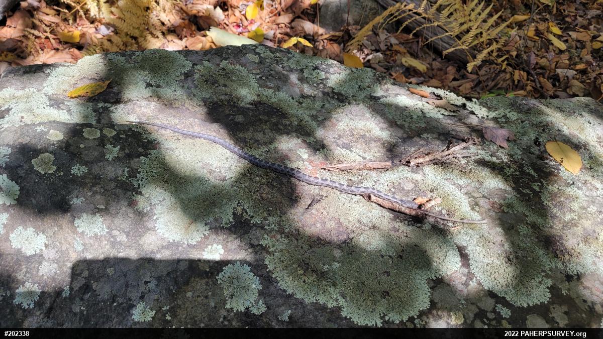 Eastern Ratsnake