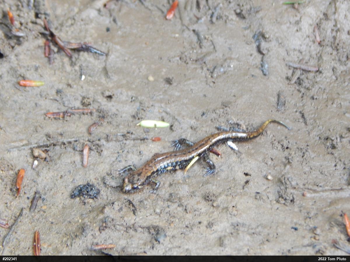 Allegheny Mountain Dusky Salamander
