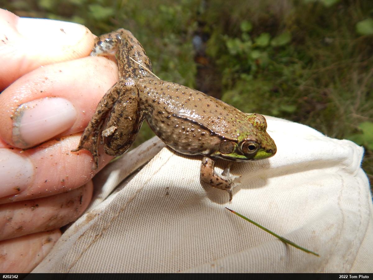Green Frog