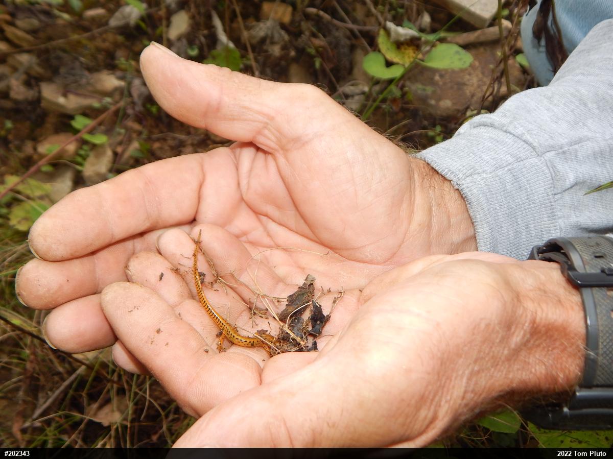 Eastern Long-tailed Salamander