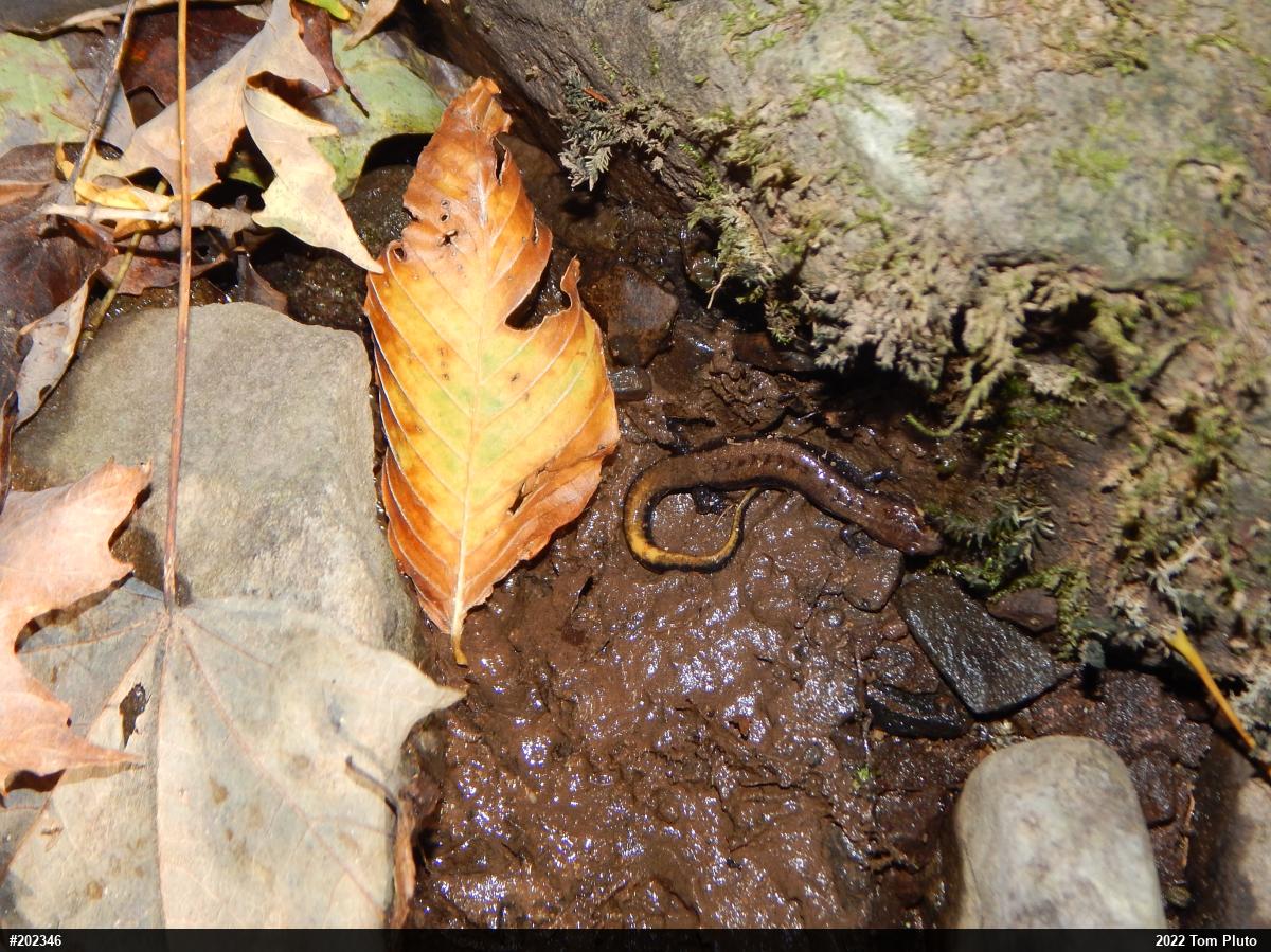 Allegheny Mountain Dusky Salamander