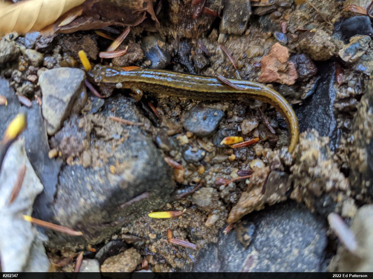 Northern Two-lined Salamander
