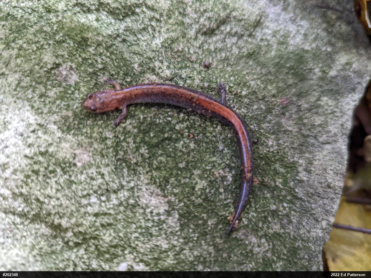Eastern Red-backed  Salamander