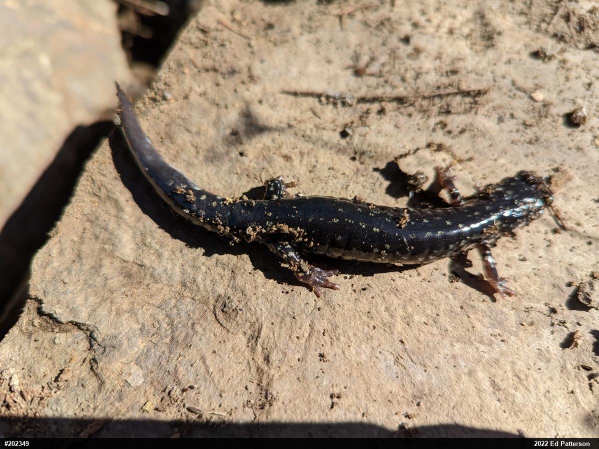 Northern Slimy Salamander