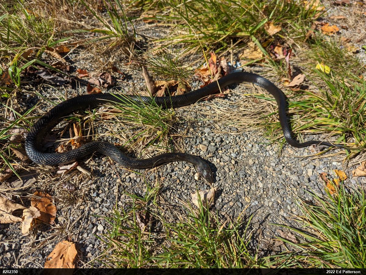 Eastern Ratsnake