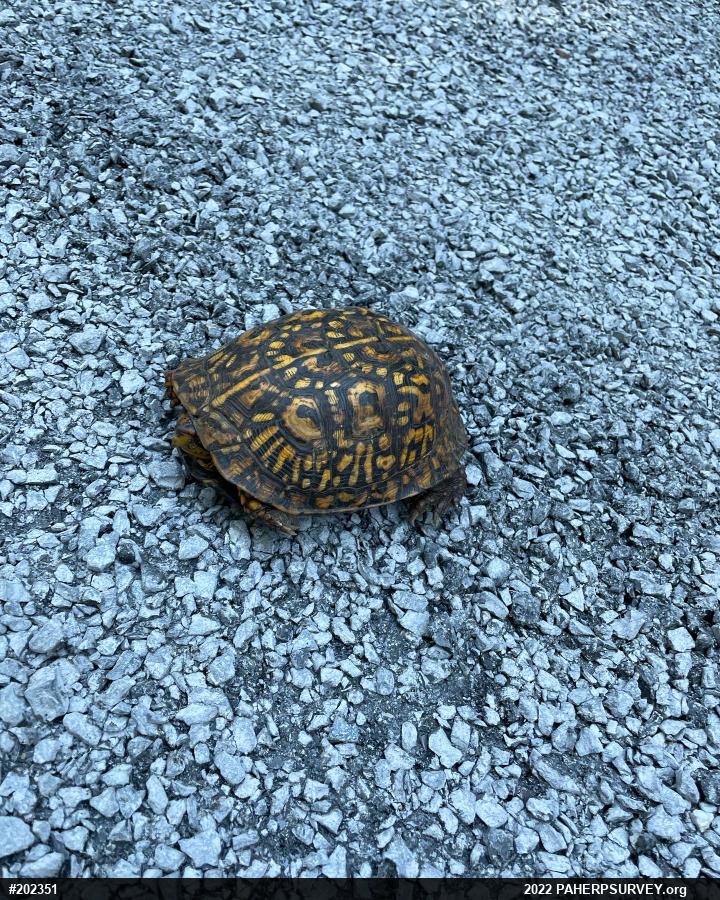 Eastern Box Turtle