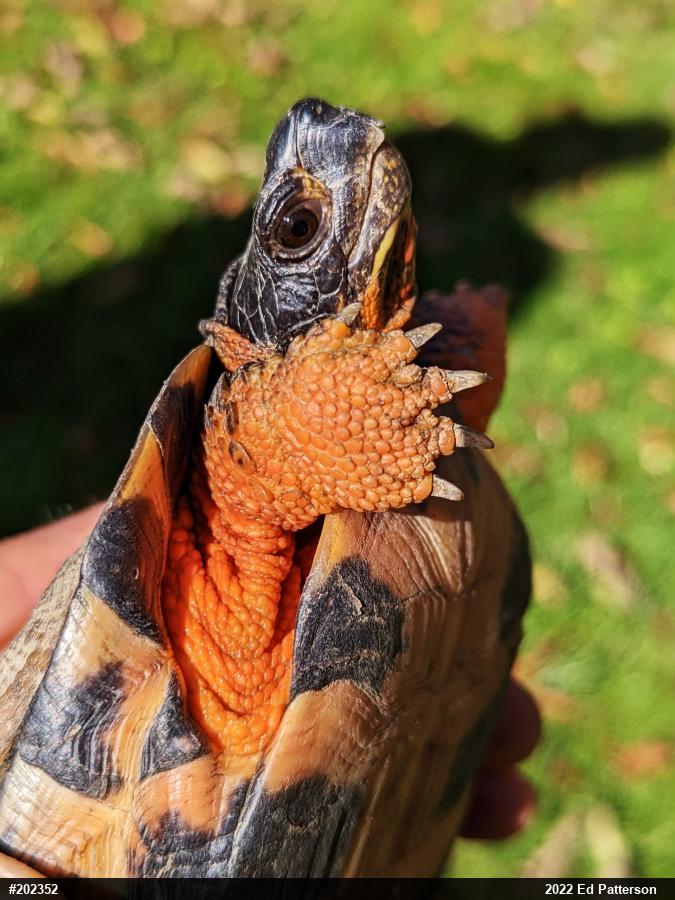 Wood Turtle