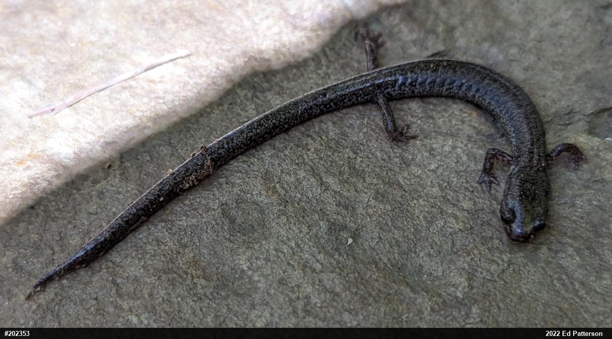 Valley And Ridge Salamander