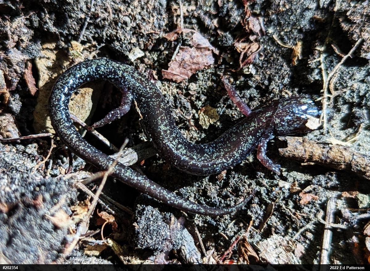 Valley And Ridge Salamander