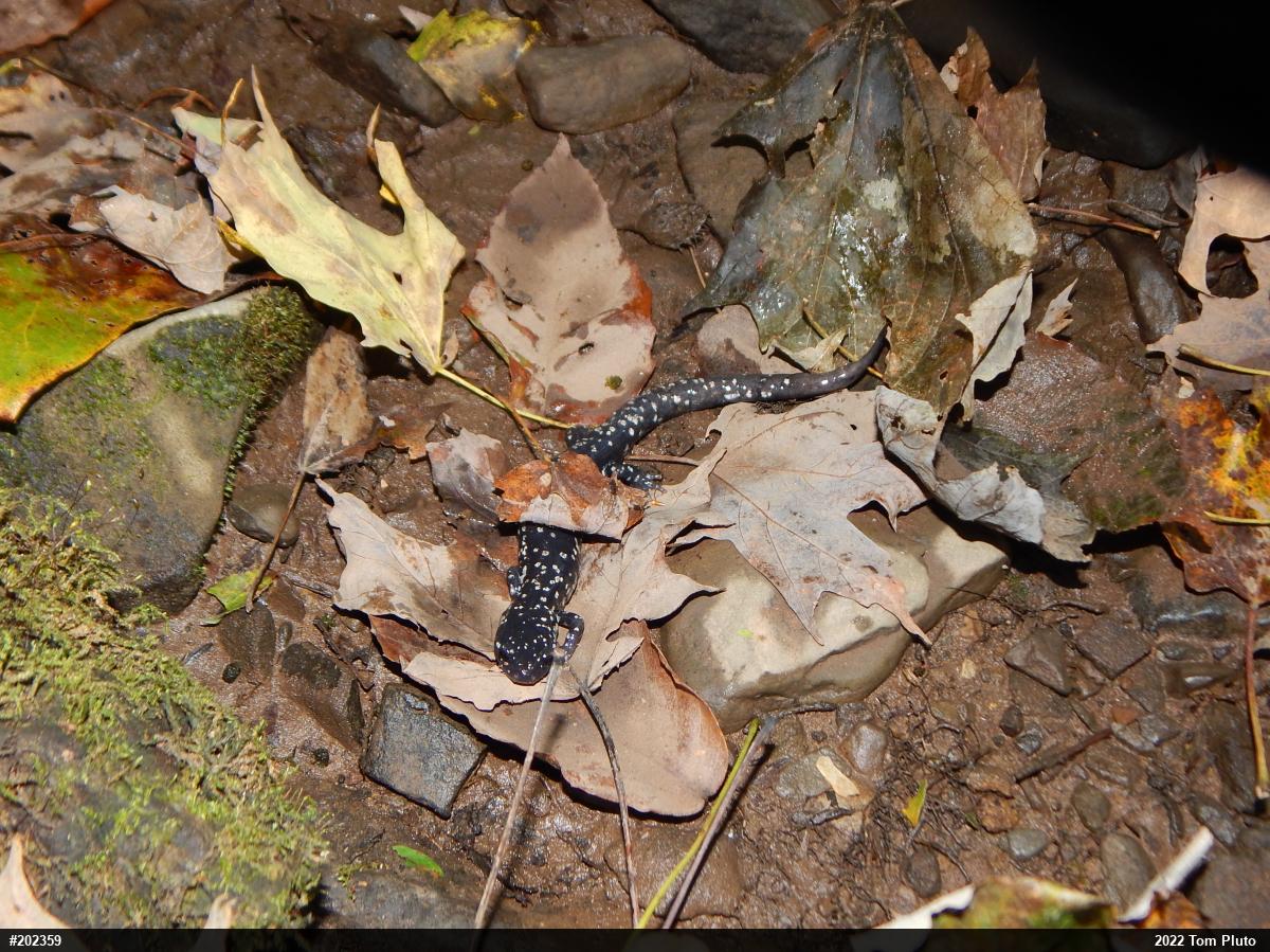 Northern Slimy Salamander