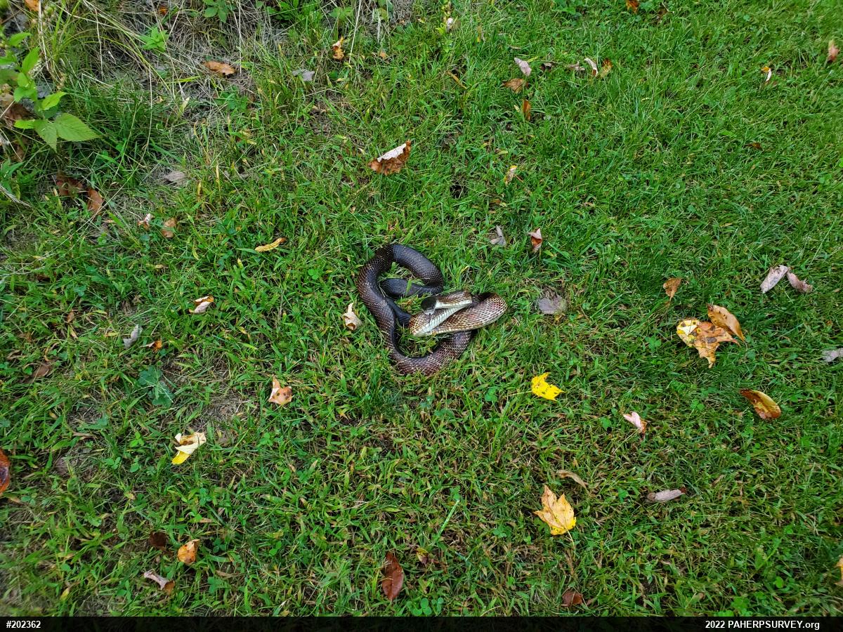 Eastern Ratsnake