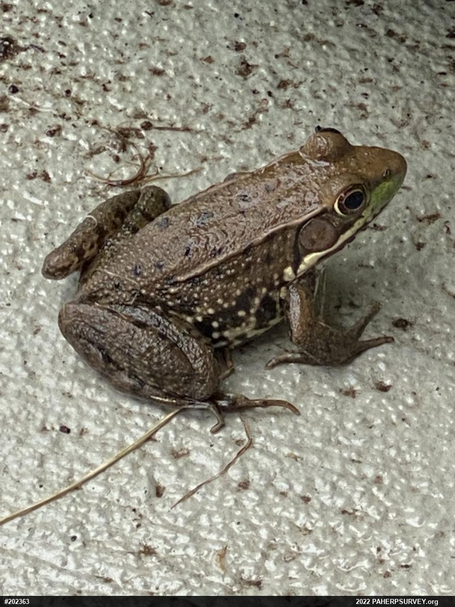 Green Frog