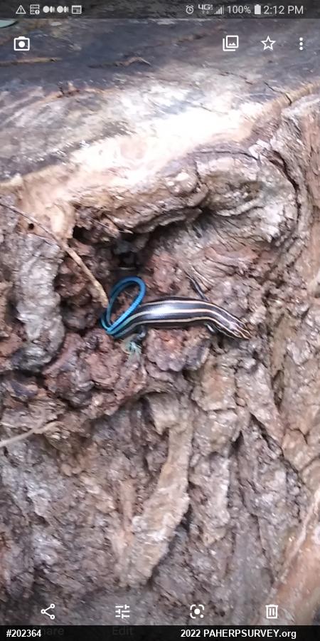 Skinks