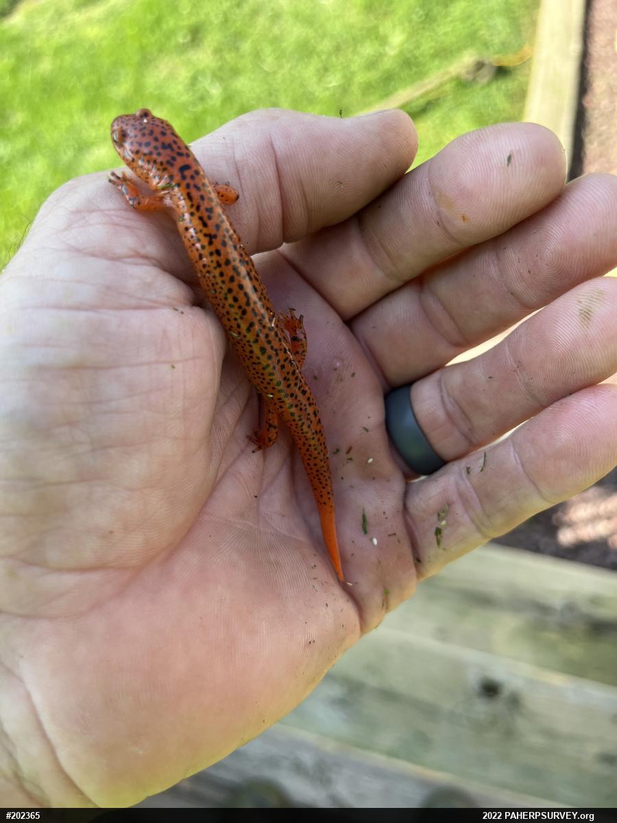 Northern Red Salamander
