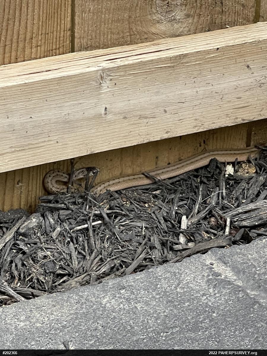 Dekay's Brownsnake
