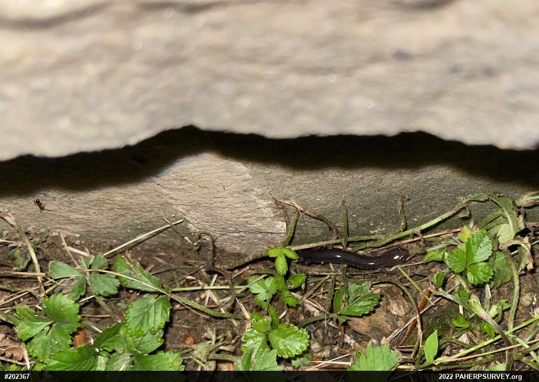 Eastern Red-backed  Salamander