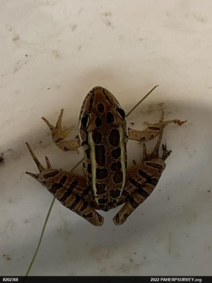 Pickerel Frog