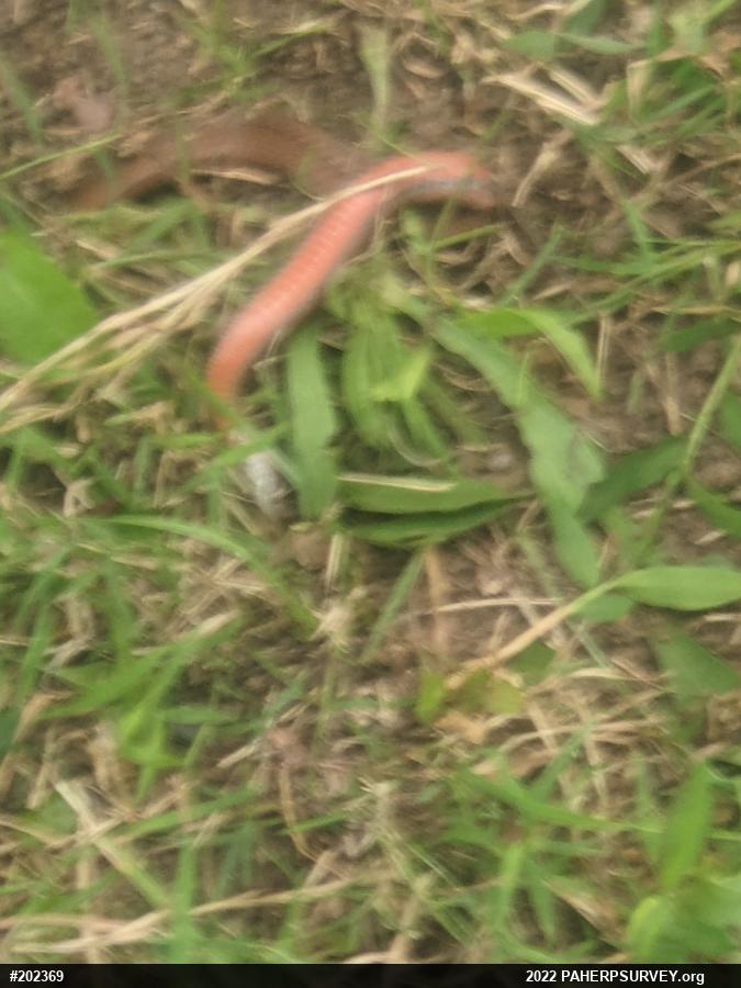 Red-bellied Snake