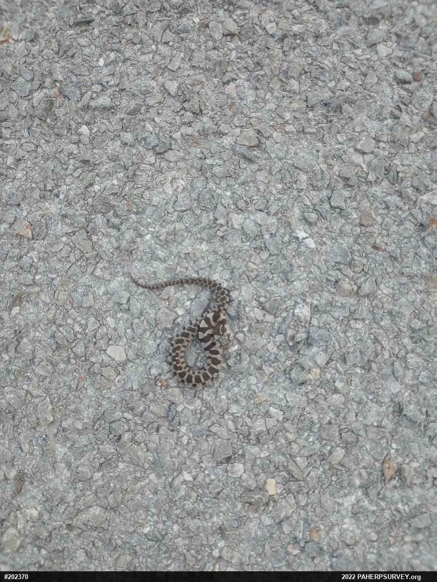 Northern Watersnake