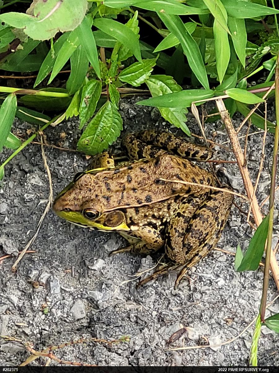 Green Frog