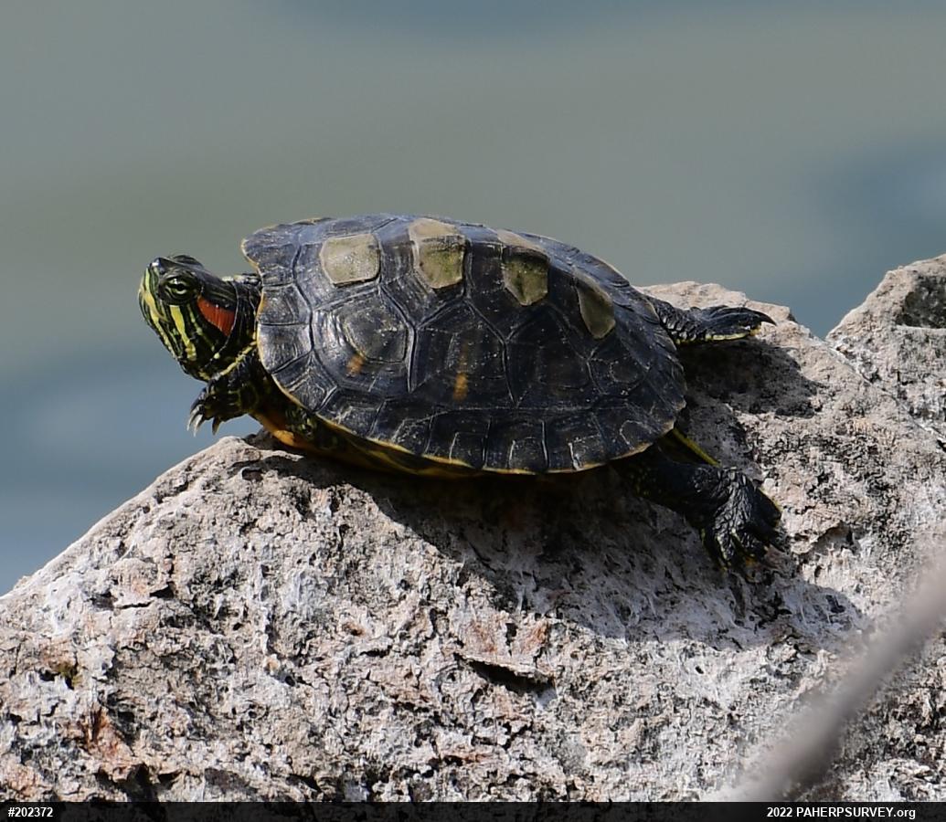 Red-eared Slider