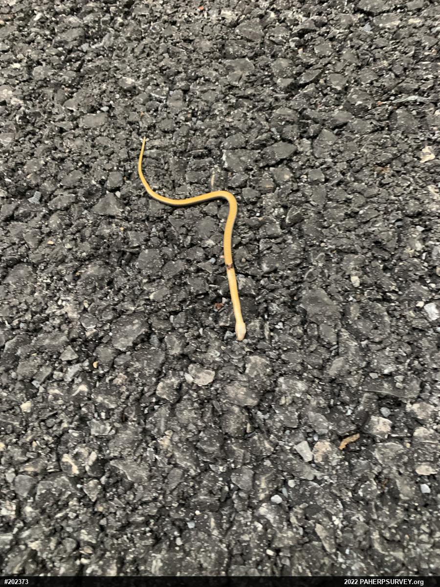 Northern Ring-necked Snake