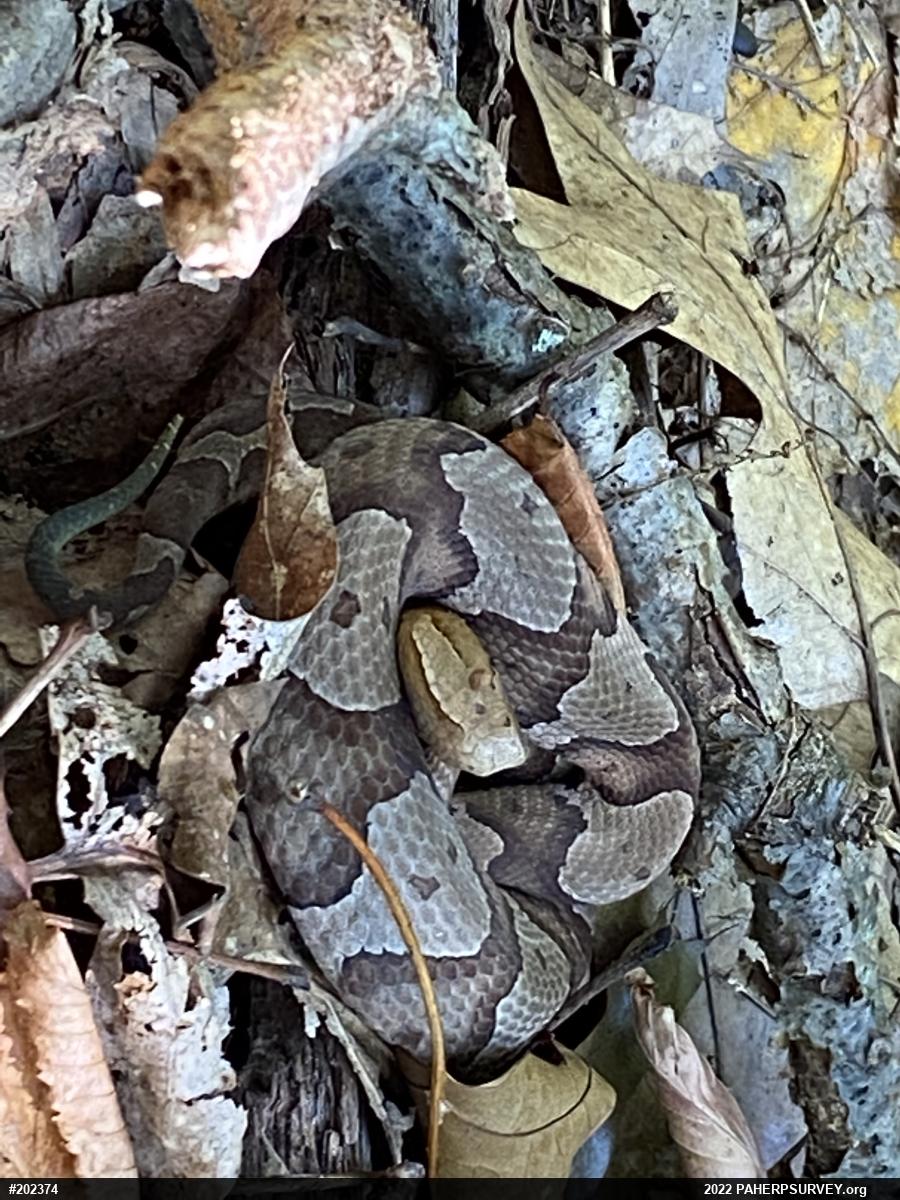 Northern Copperhead