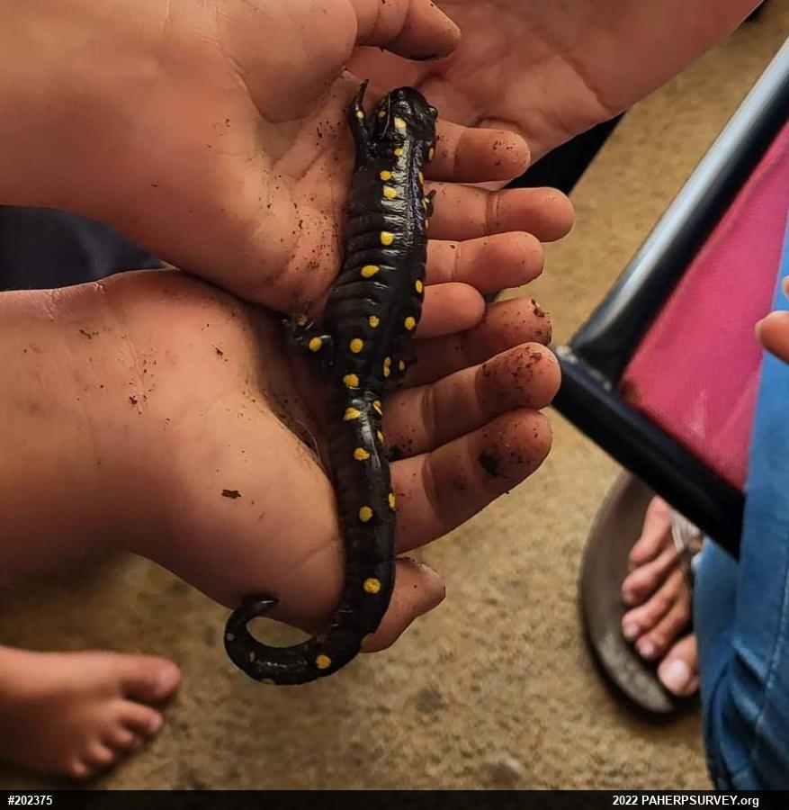 Spotted Salamander