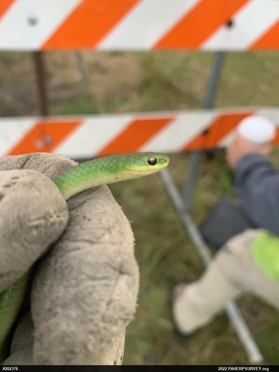 Smooth Greensnake