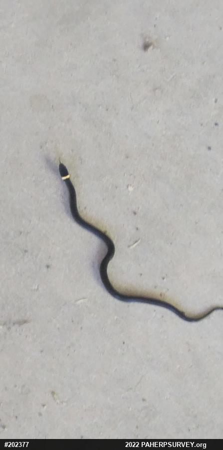 Northern Ring-necked Snake