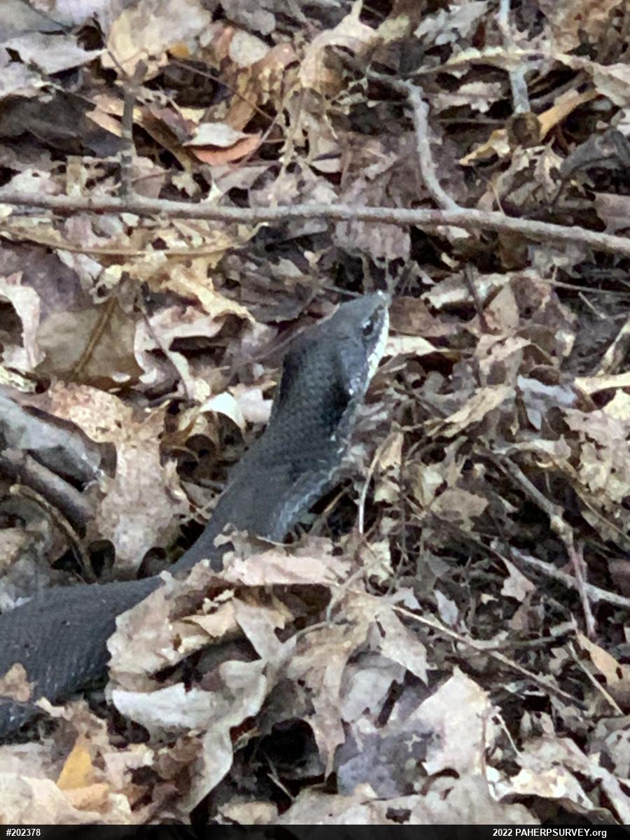 Eastern Hog-nosed Snake