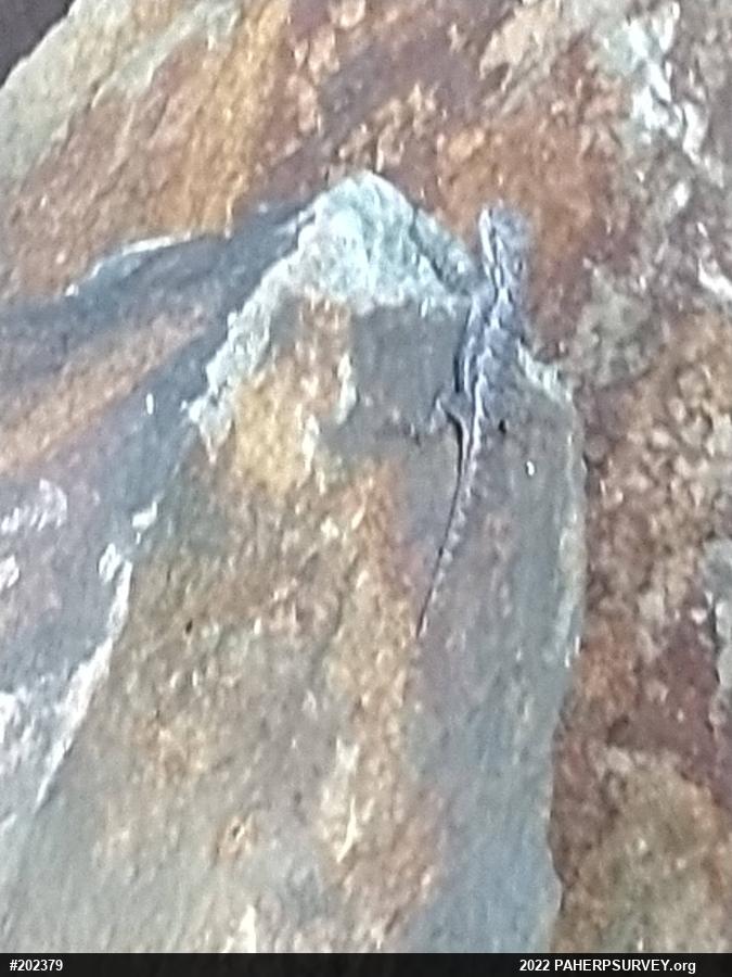 Eastern Fence Lizard