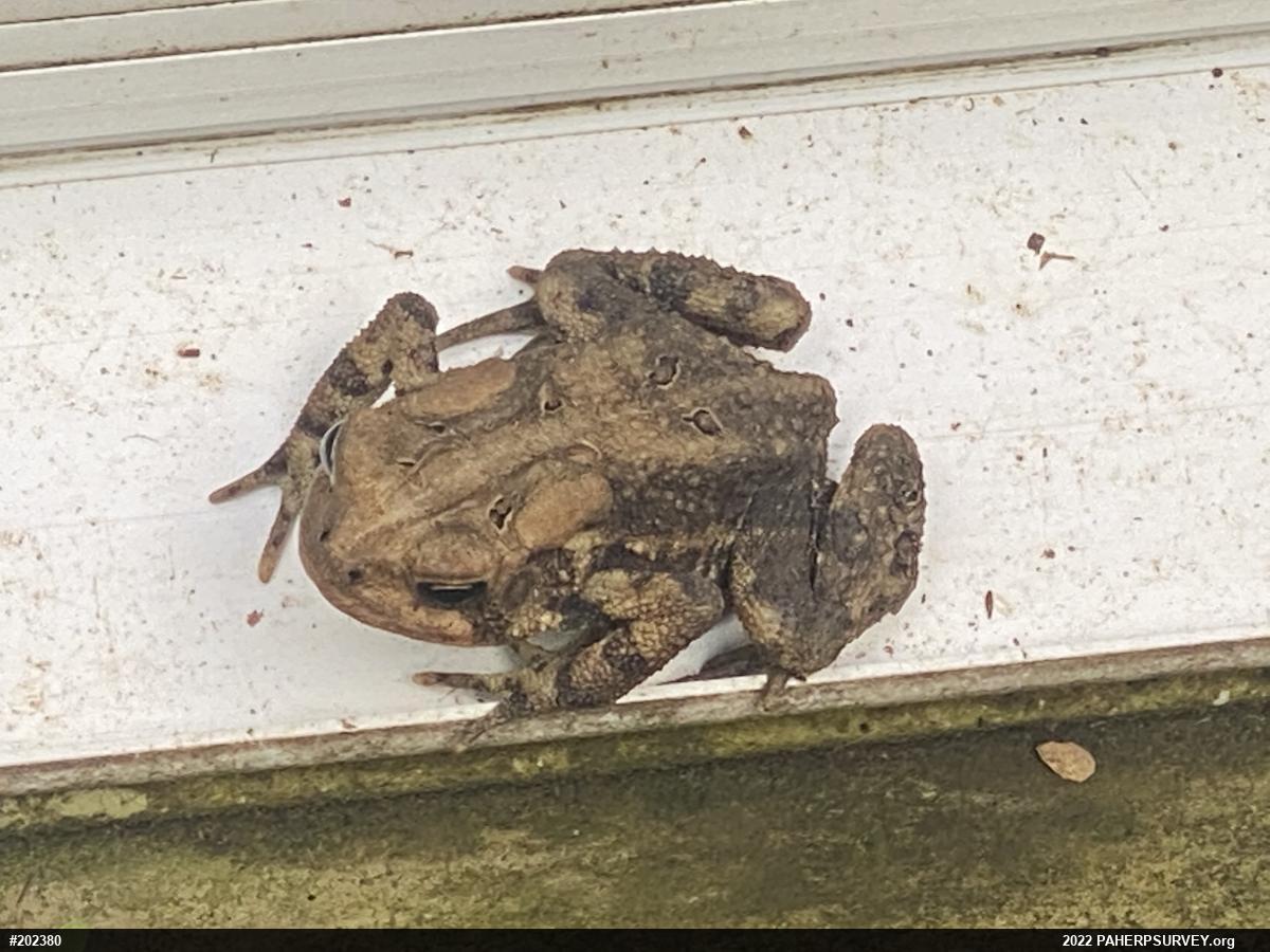 Eastern American Toad
