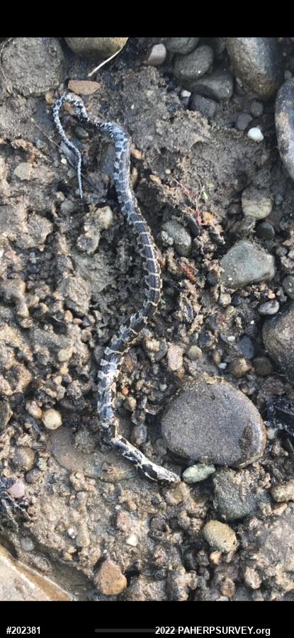 Northern Watersnake