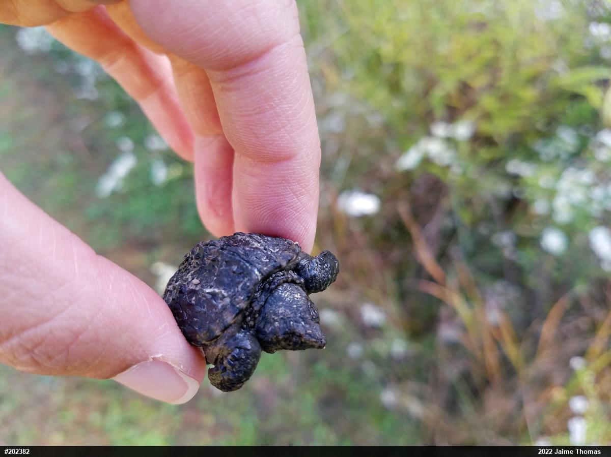 Snapping Turtle