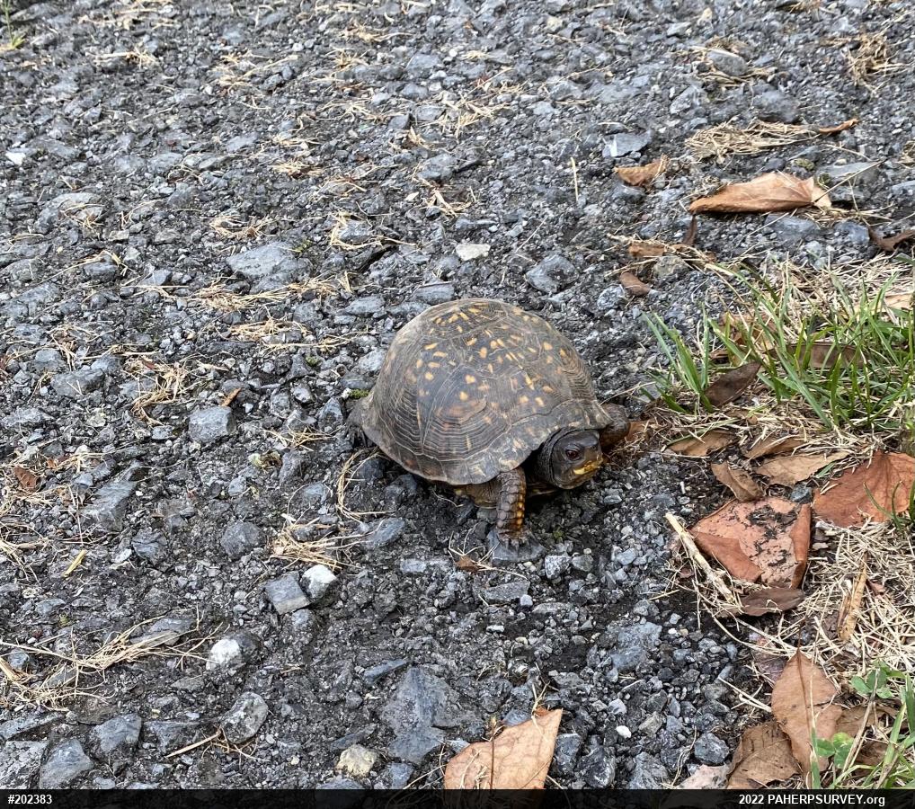 Eastern Box Turtle
