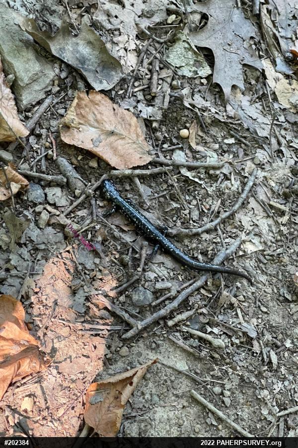 Northern Slimy Salamander