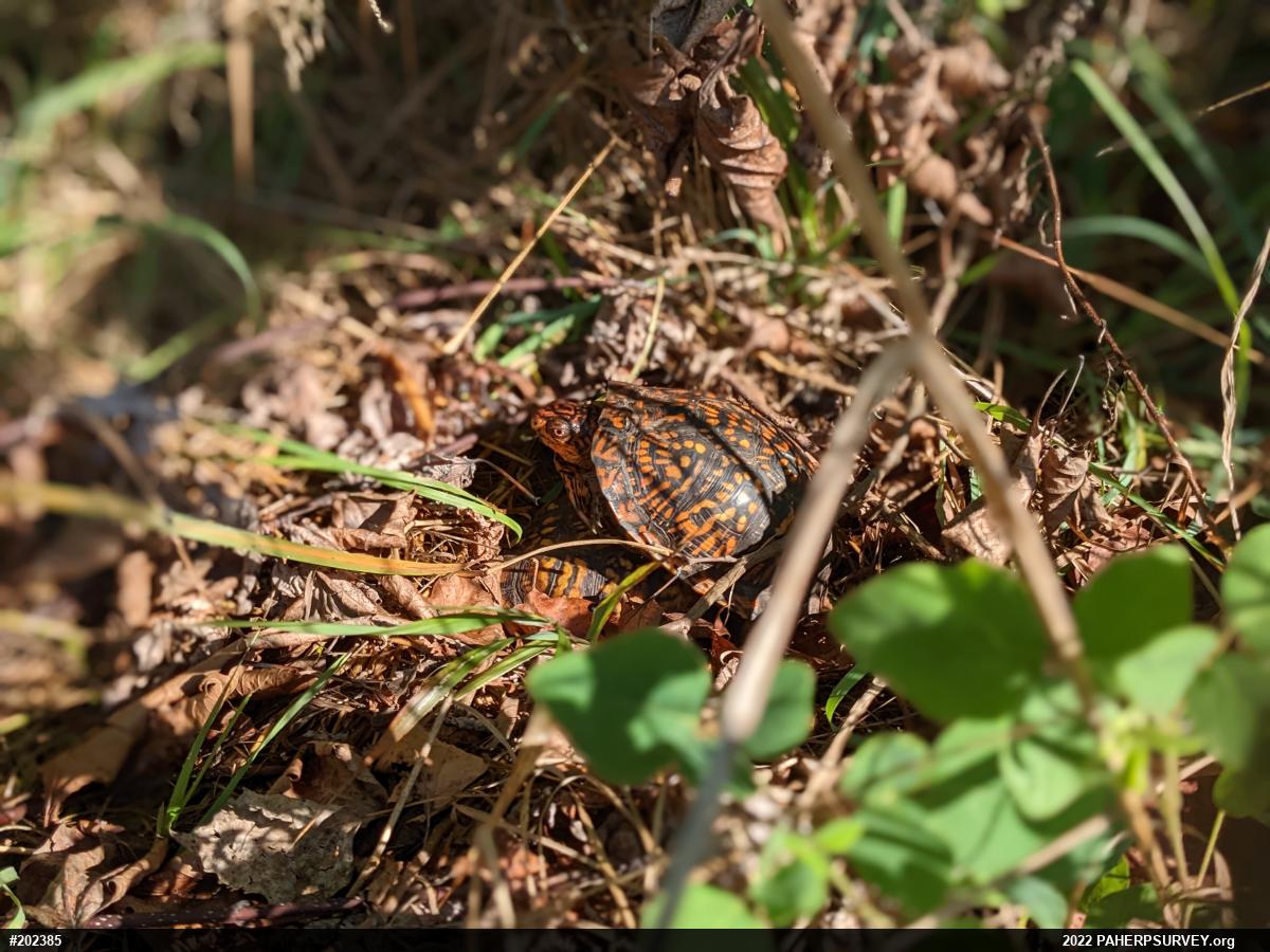 Eastern Box Turtle