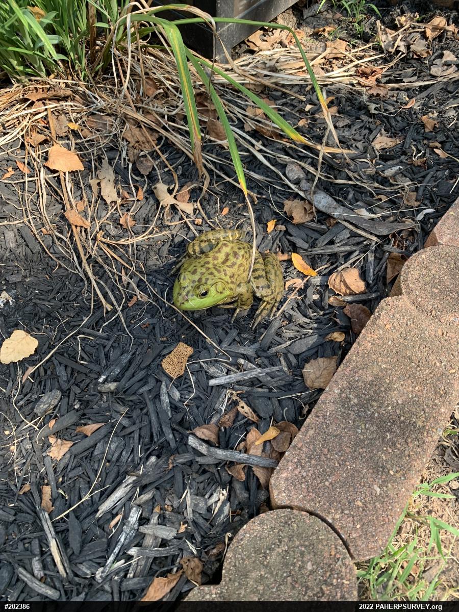 American Bullfrog