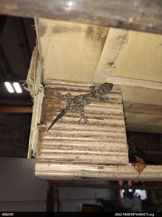 Tropical House Gecko